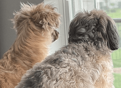 Boondi and Chewie — the founder's dogs at the window